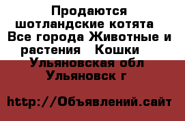 Продаются шотландские котята - Все города Животные и растения » Кошки   . Ульяновская обл.,Ульяновск г.